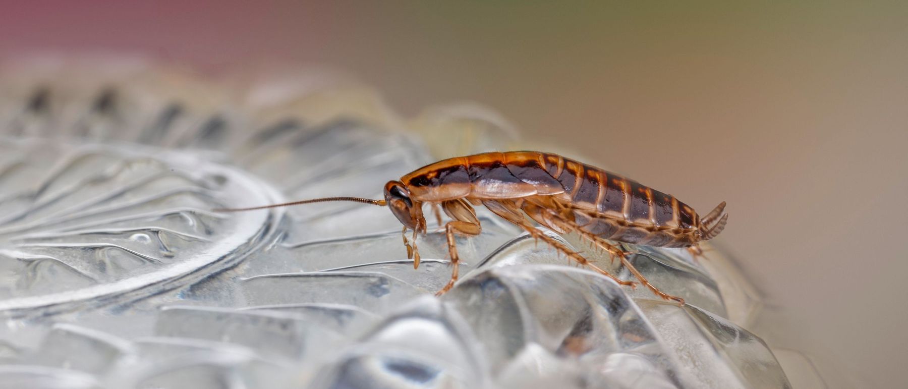Blatte germanique sur une surface en verre